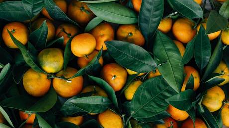 Saudi Arabia thwarts attempt to smuggle 4.5 million amphetamine pills inside crates of oranges 