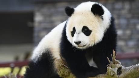 Giant panda no longer on ‘endangered’ species list as wildlife conditions improve – China’s top conservation official
